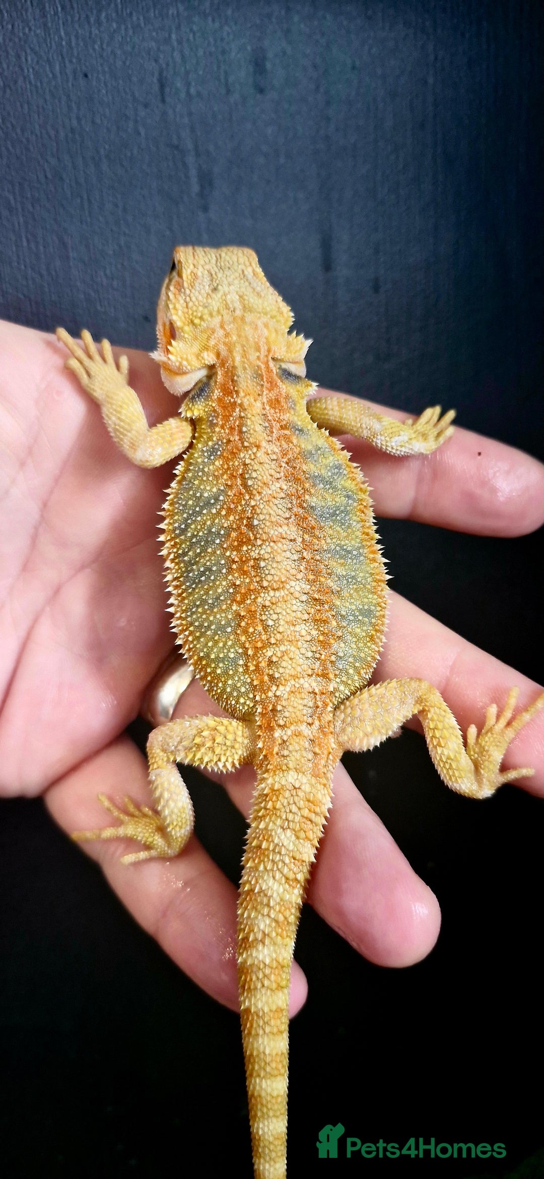 Bearded Dragon reptiles for sale: Pogona vitticeps + vitticeps/Barbata hybrids - Image 23