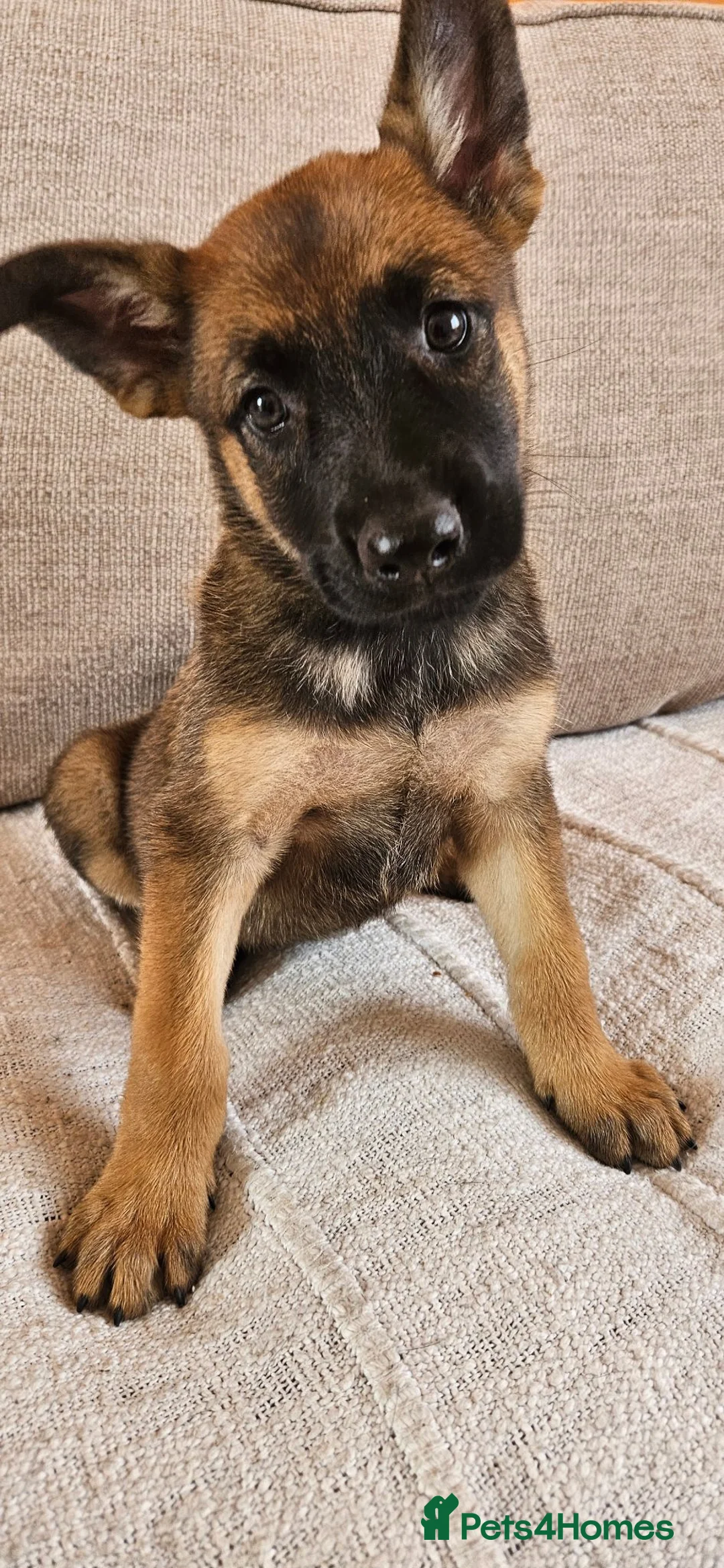 Belgian Shepherd Dog dogs for sale: *Ready now* BRN Female Dutch Herder  - Advert 2