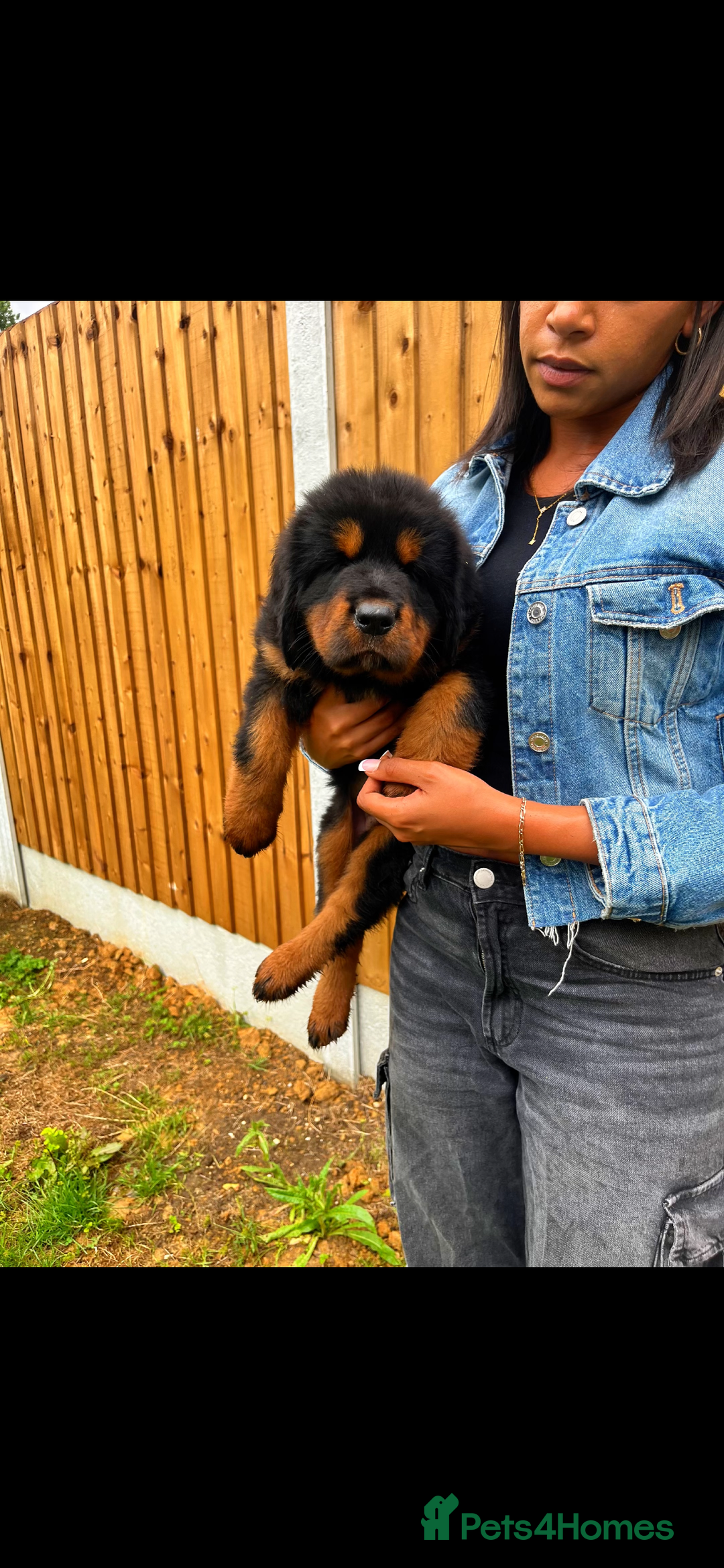 Tibetan Mastiff dogs for sale: 6 Tibetan Mastiff Puppies - Image 29