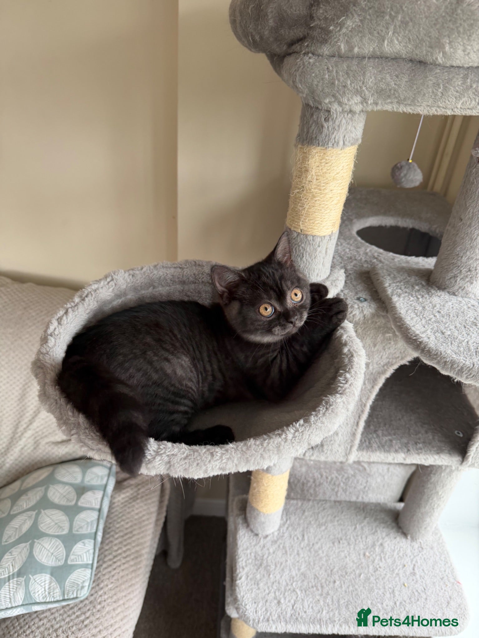 Mixed Breed cats British shorthair kitten - Advert 5