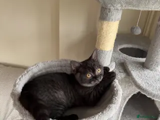 Mixed Breed cats British shorthair kitten - Advert 5