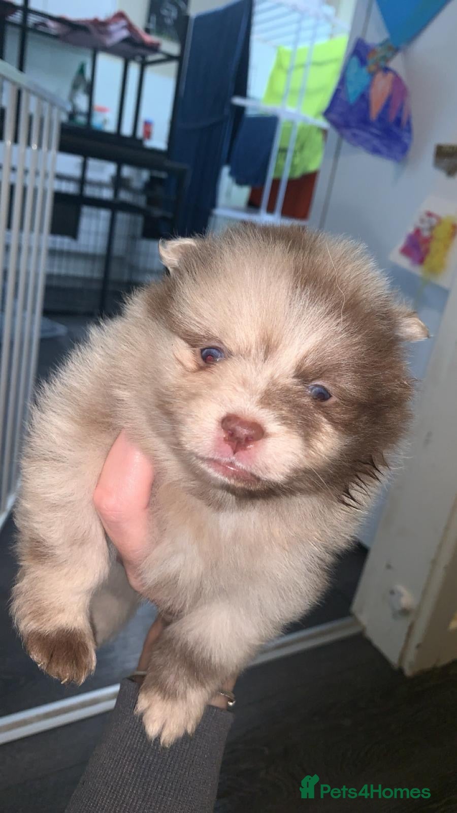 Pomeranian dogs Puppy’s ready in 3 weeks  - Advert 10
