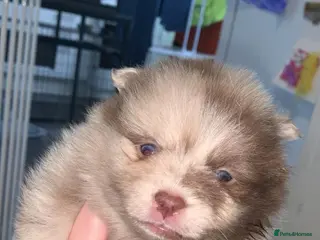 Pomeranian dogs Puppy’s ready in 3 weeks - Advert 6