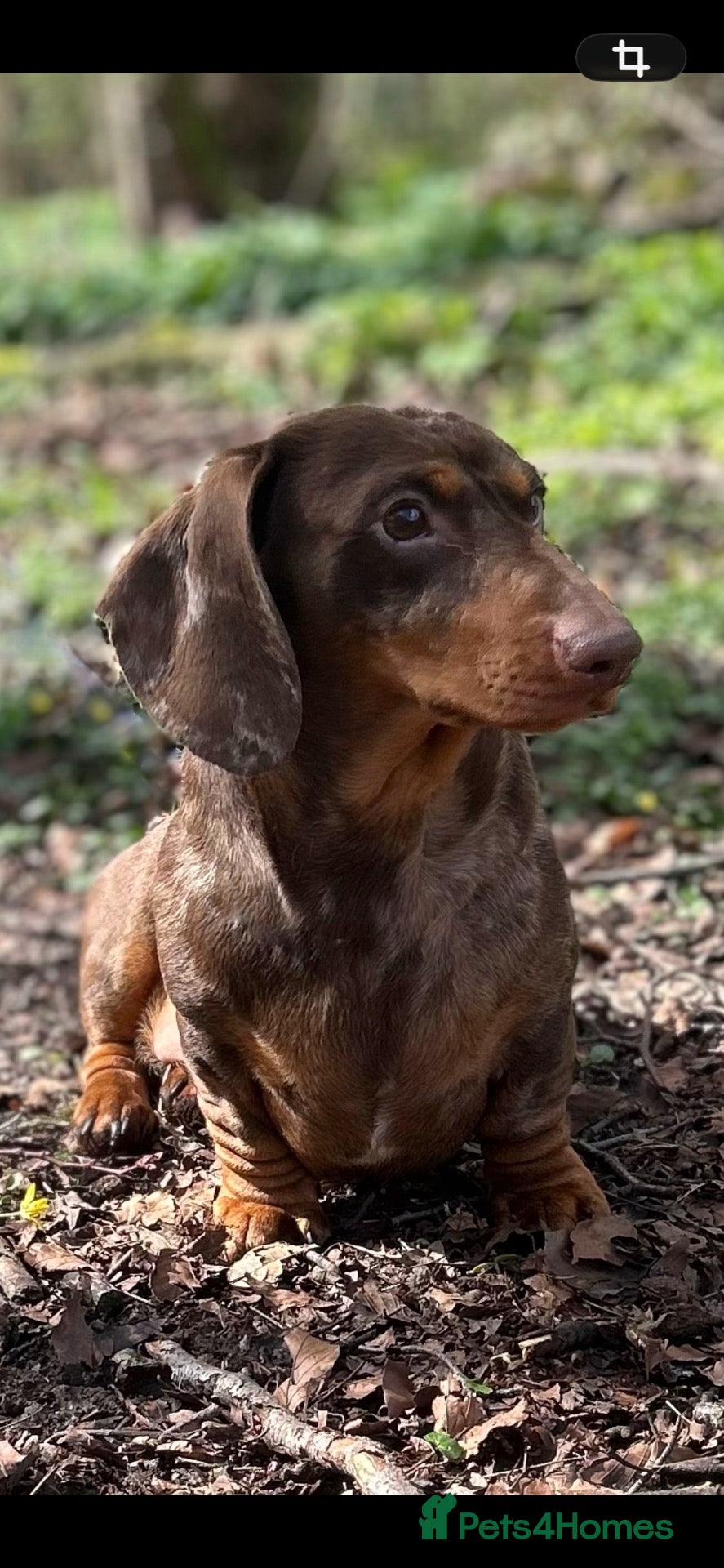 Miniature Dachshund dogs SHOW LINE CHAMP Bred Choc Dapple Mini Dachshund  - Advert 19