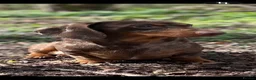 Miniature Dachshund dogs for stud: SHOW LINE CHAMP Bred Choc Dapple Mini Dachshund  - Advert 1