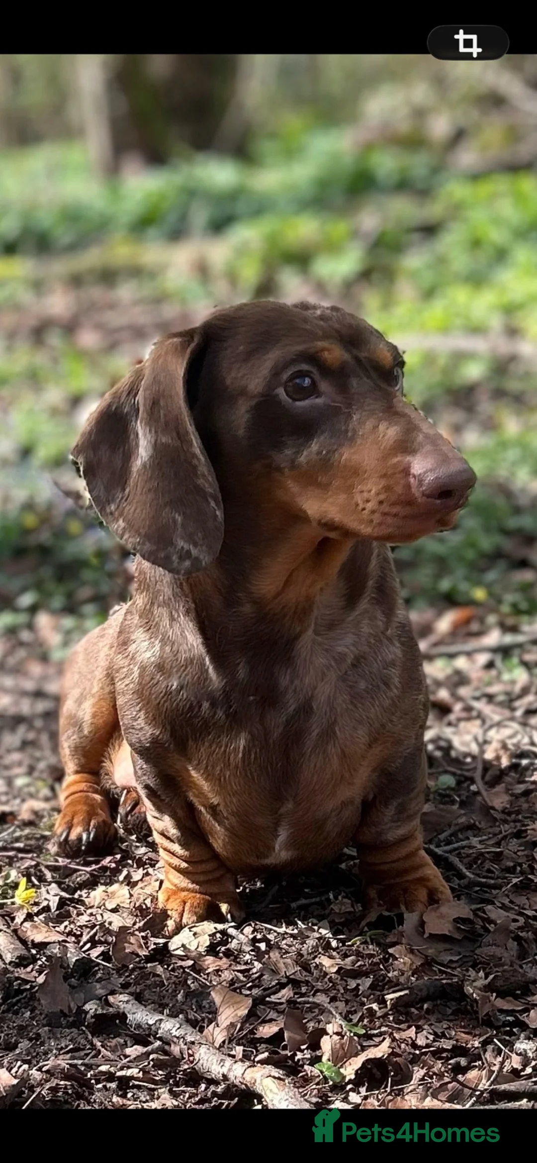 Miniature Dachshund dogs for stud: SHOW LINE CHAMP Bred Choc Dapple Mini Dachshund  - Advert 1