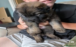 German Shepherd dogs for sale: German shepherd pups  - Image 5