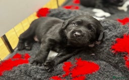 Labrador Retriever dogs for sale: 🤎🖤Outstanding Show Type Labradors🖤🤎KC&fully HT - Image 7