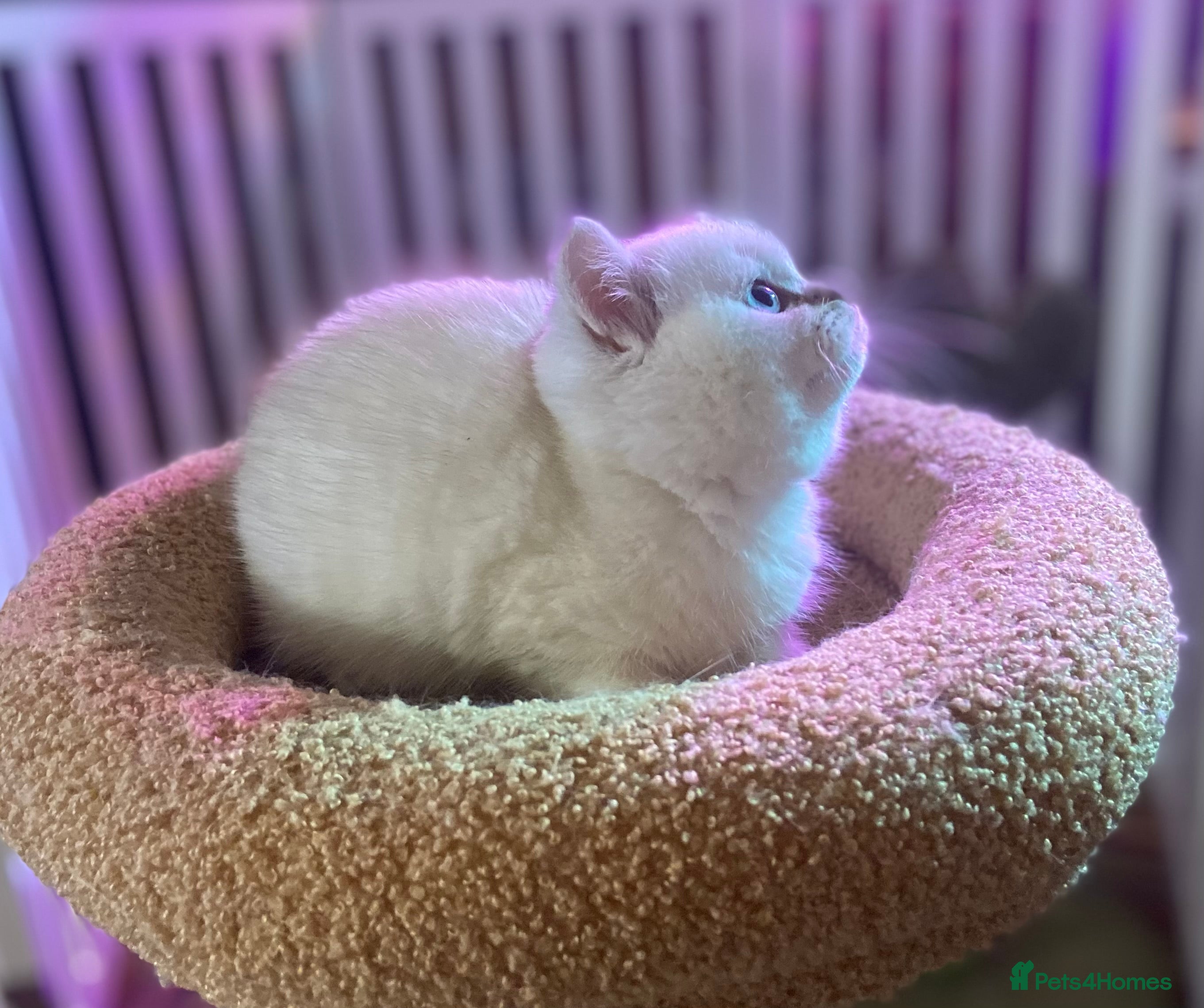 Munchkin cats Full Pedigree Munchkin Kittens( 7 weeks old)  - Advert 1