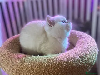 Munchkin cats Full Pedigree Munchkin Kittens( 7 weeks old) - Advert 13