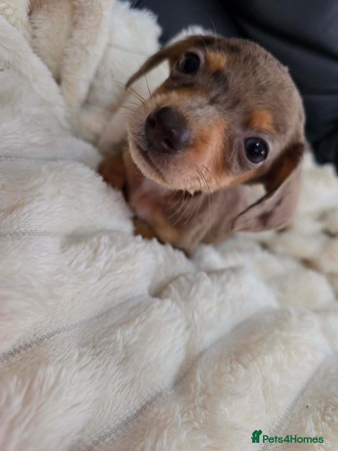 Miniature Dachshund dogs for sale: Miniature dachshunds  - Image 6