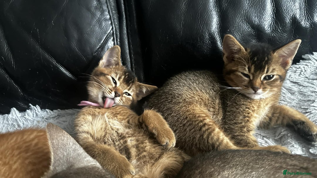 Abyssinian cats for sale: Abyssinian Cross British Blue - Advert 5