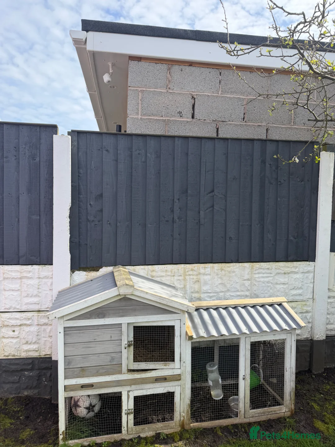 Mixed Breed rabbits for sale: rabbit for rehome  in Bootle - Advert 5