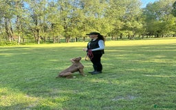 American Bull Staffy dogs for sale: Loving female for adoption  - Advert 20