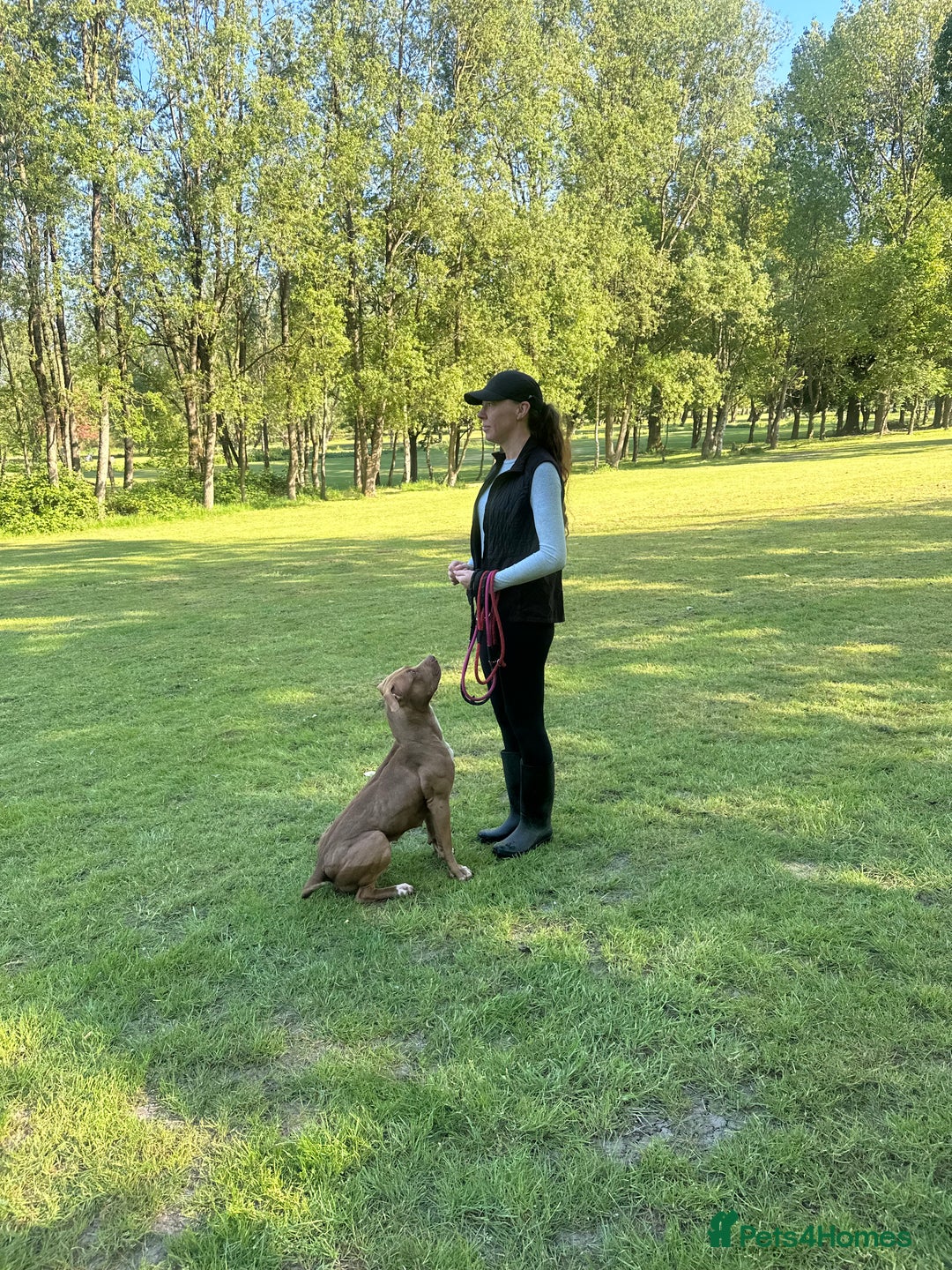 American Bull Staffy dogs for sale: Loving female for adoption  - Advert 20