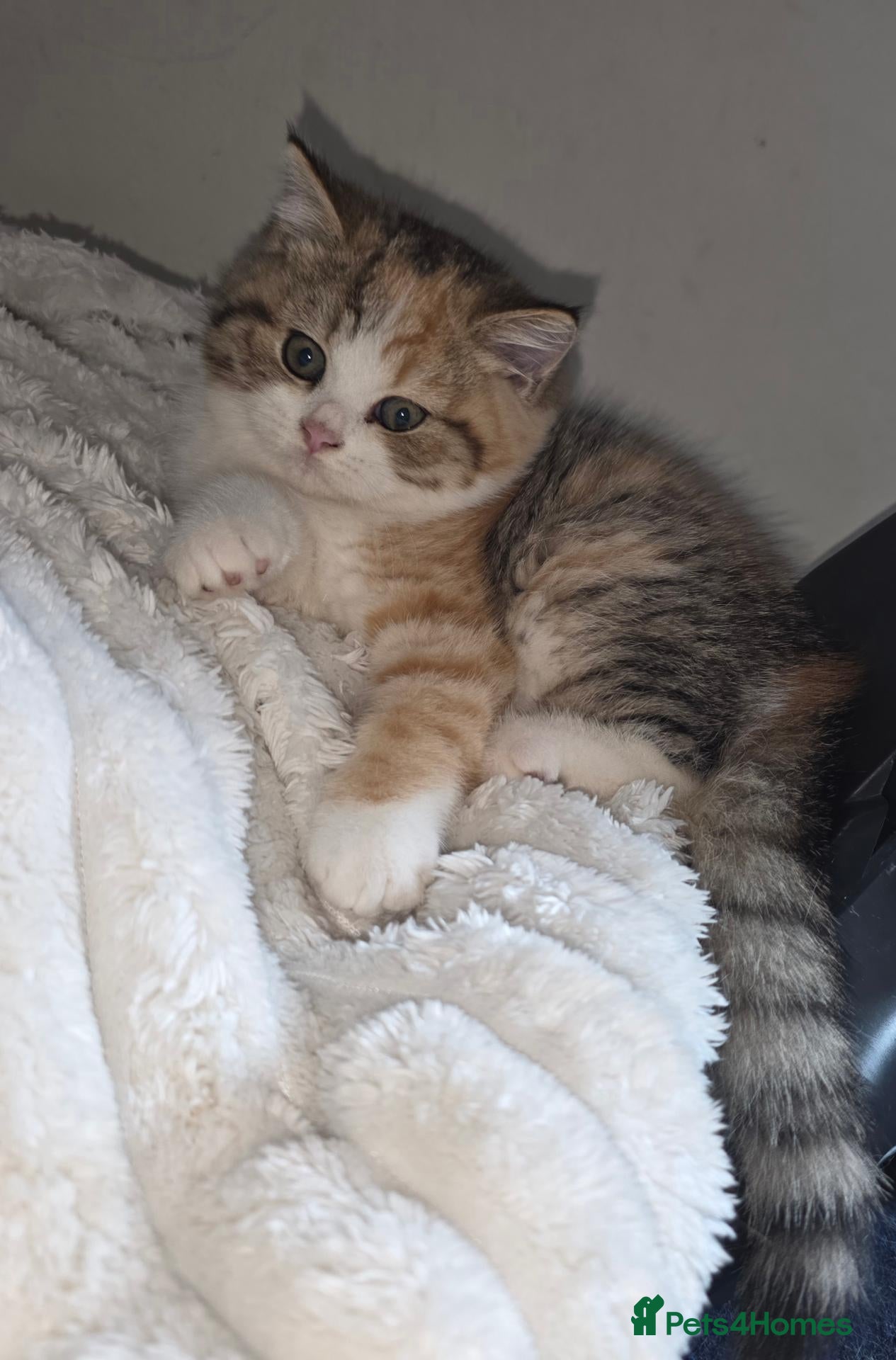 British Shorthair cats Beautiful pedigree british shorthair kittens - Advert 1