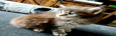 Maine Coon Kitten 3