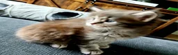 Maine Coon cats for sale: Beautiful pure Bred Maine Coon Kittens  - Advert 15