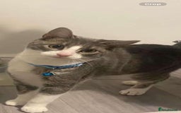 Domestic Shorthair cats for sale: Simbah - Image 1