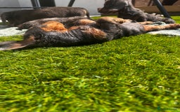 Miniature Dachshund dogs for sale: READY NOW. Miniature long hair dachshund 🤍 - Image 19