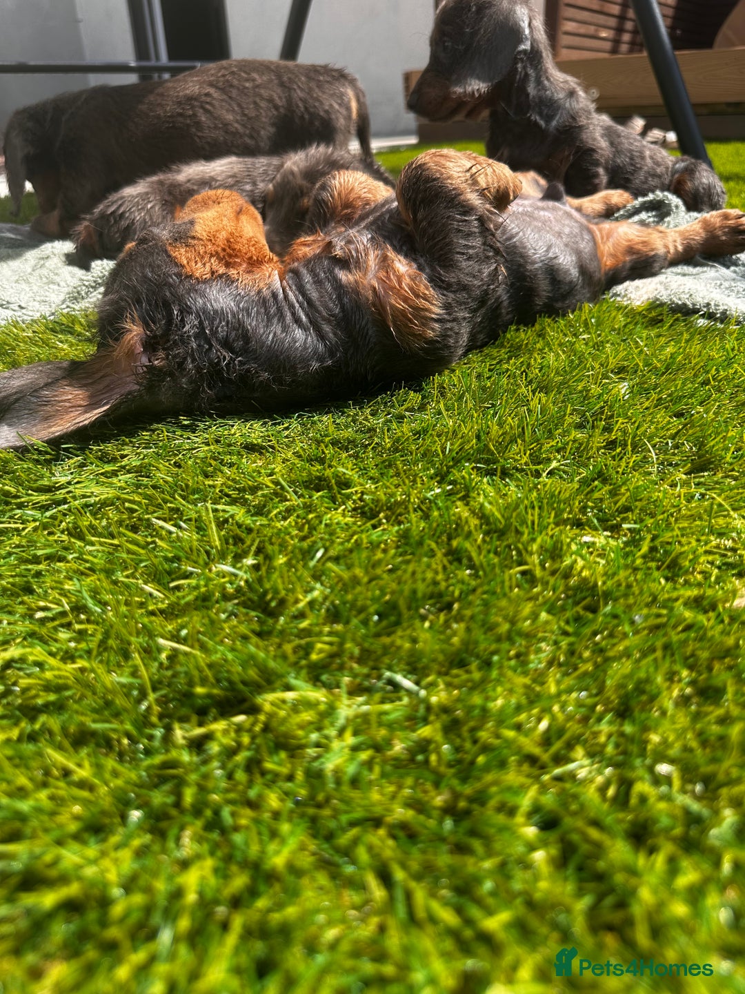 Miniature Dachshund dogs for sale: READY NOW. Miniature long hair dachshund 🤍 - Image 19