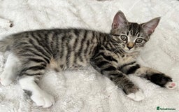 Mixed Breed cats for sale: Kitten looking for a forever home - Image 6