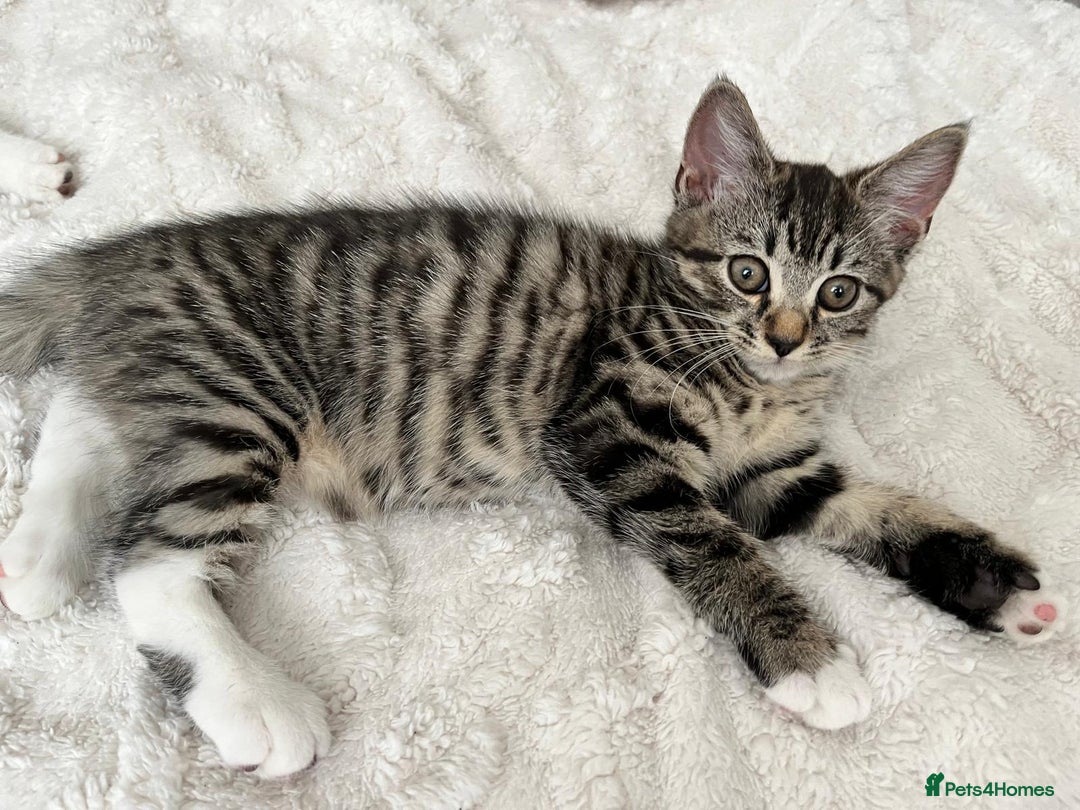 Mixed Breed cats for sale: Kitten looking for a forever home - Image 6