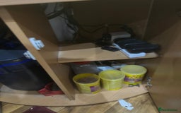 Cichlids fish for sale: Corner Aquarium with Fish - Image 3