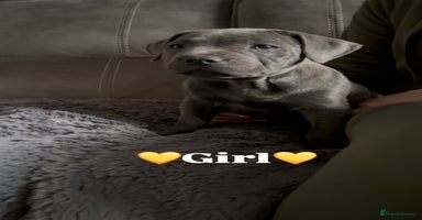 Staffordshire Bull Terrier dogs - Advert 4