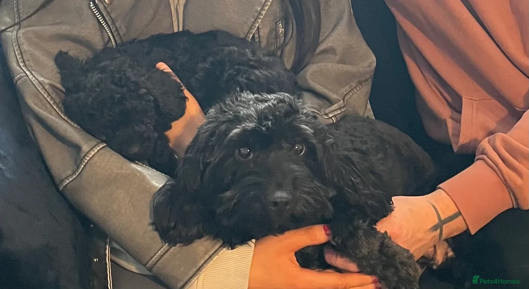 Cockapoo dogs for sale: 4 month Cockapoo - Advert 2