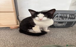 Mixed Breed cats for sale: Luna needs a forever home!! - Image 5