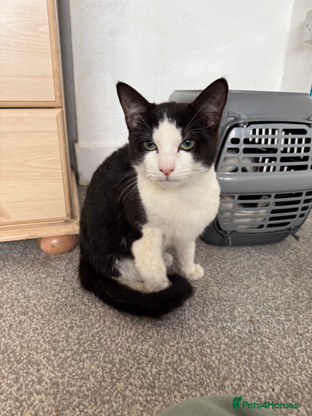 Mixed Breed cats for sale: Luna needs a forever home!! - Image 5