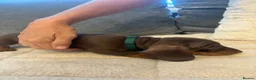 Miniature Dachshund dogs for sale: Miniature dachshund  - Advert 9