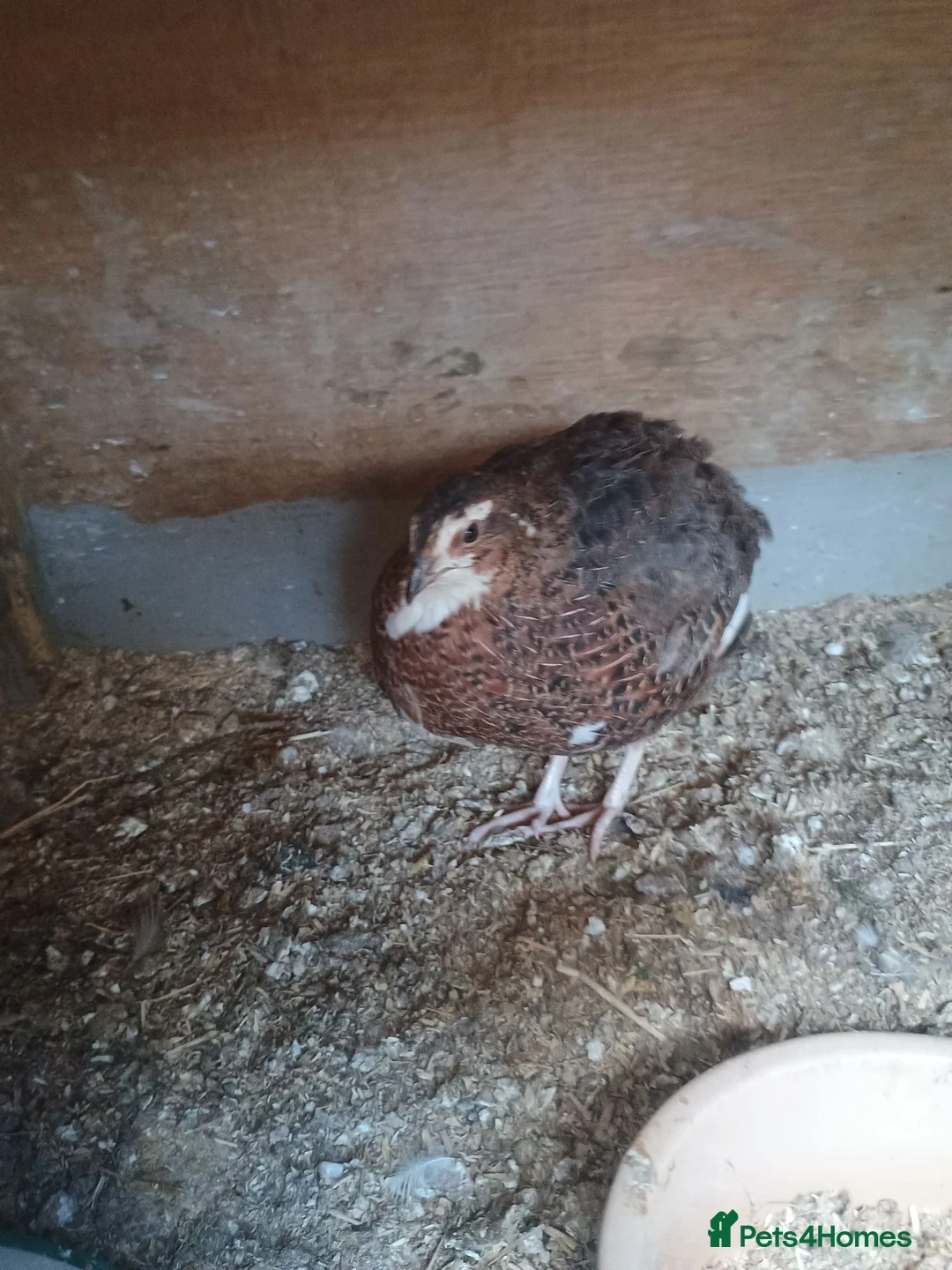 Quail poultry for sale: Qauil  - Advert 2