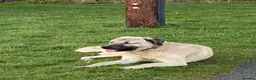 Turkish Kangal dogs for sale: Turkish kangal pups  - Advert 7