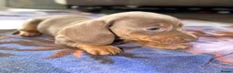 Miniature Dachshund dogs for sale: Beautiful miniature dachshund pups.  - Advert 11