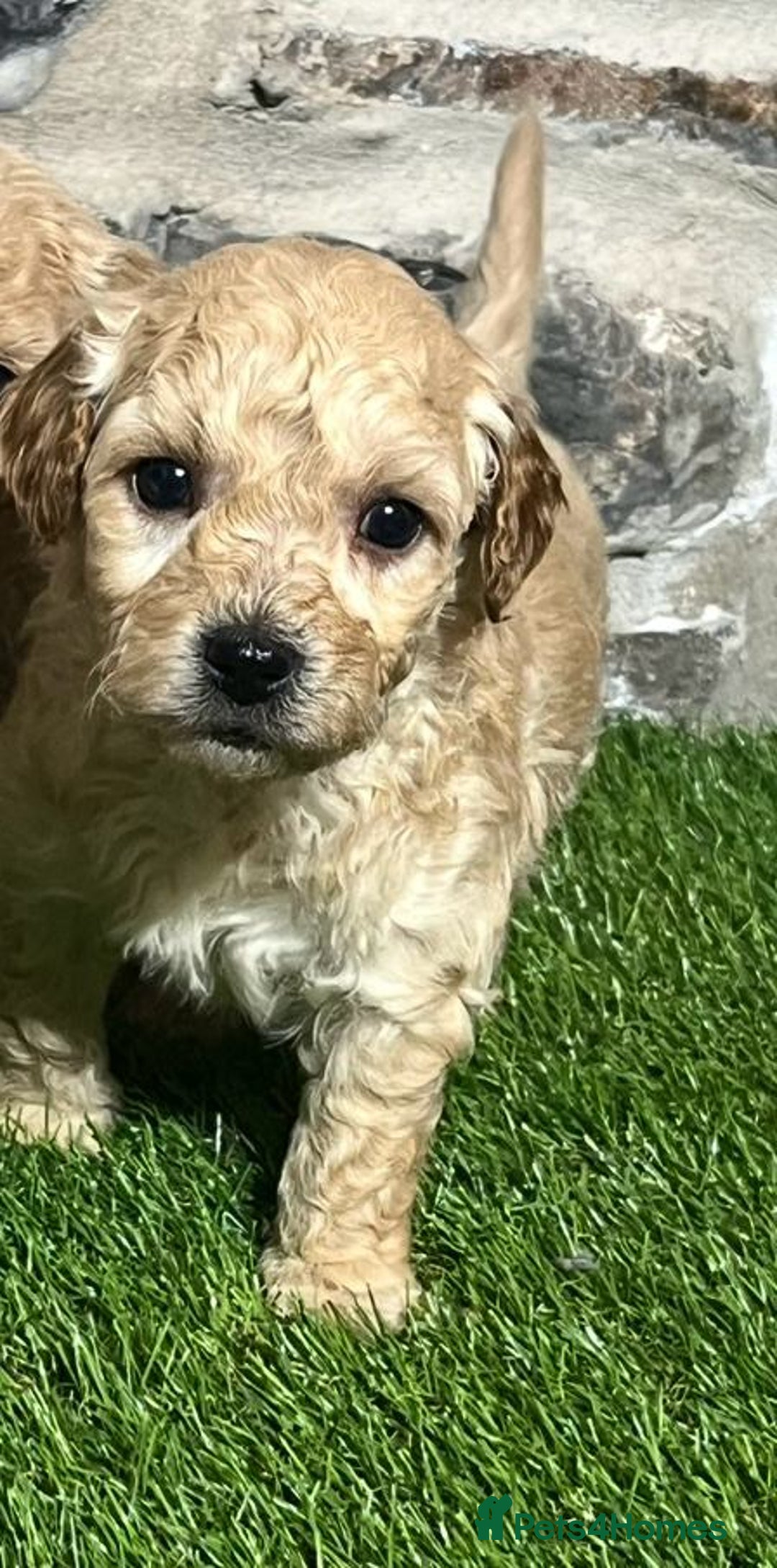 Poochon dogs for sale: Poochons Ready  **  Eve - Advert 10