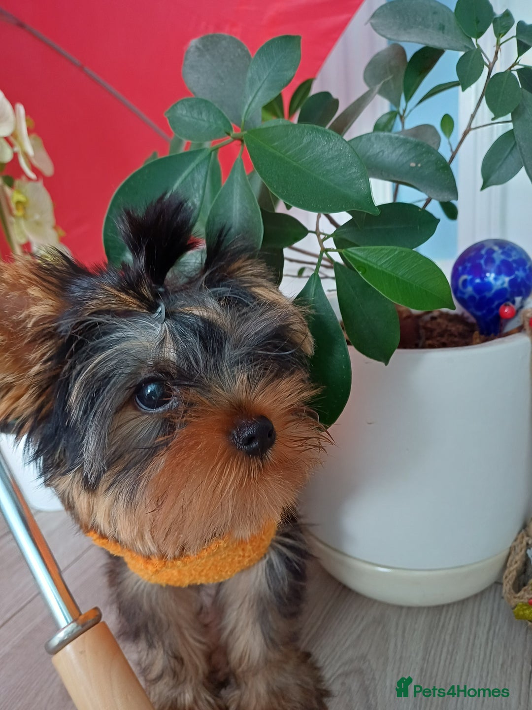 Yorkshire Terrier dogs for sale: Peace of Happiness!!! - Image 26