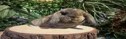 Mini Lop rabbits for sale: Min lops now ready to reserve  - Advert 5
