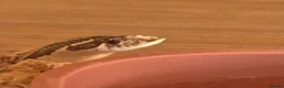 Snake reptiles for sale: Female Conda Hognose snake & set up  in Nottingham - Advert 2