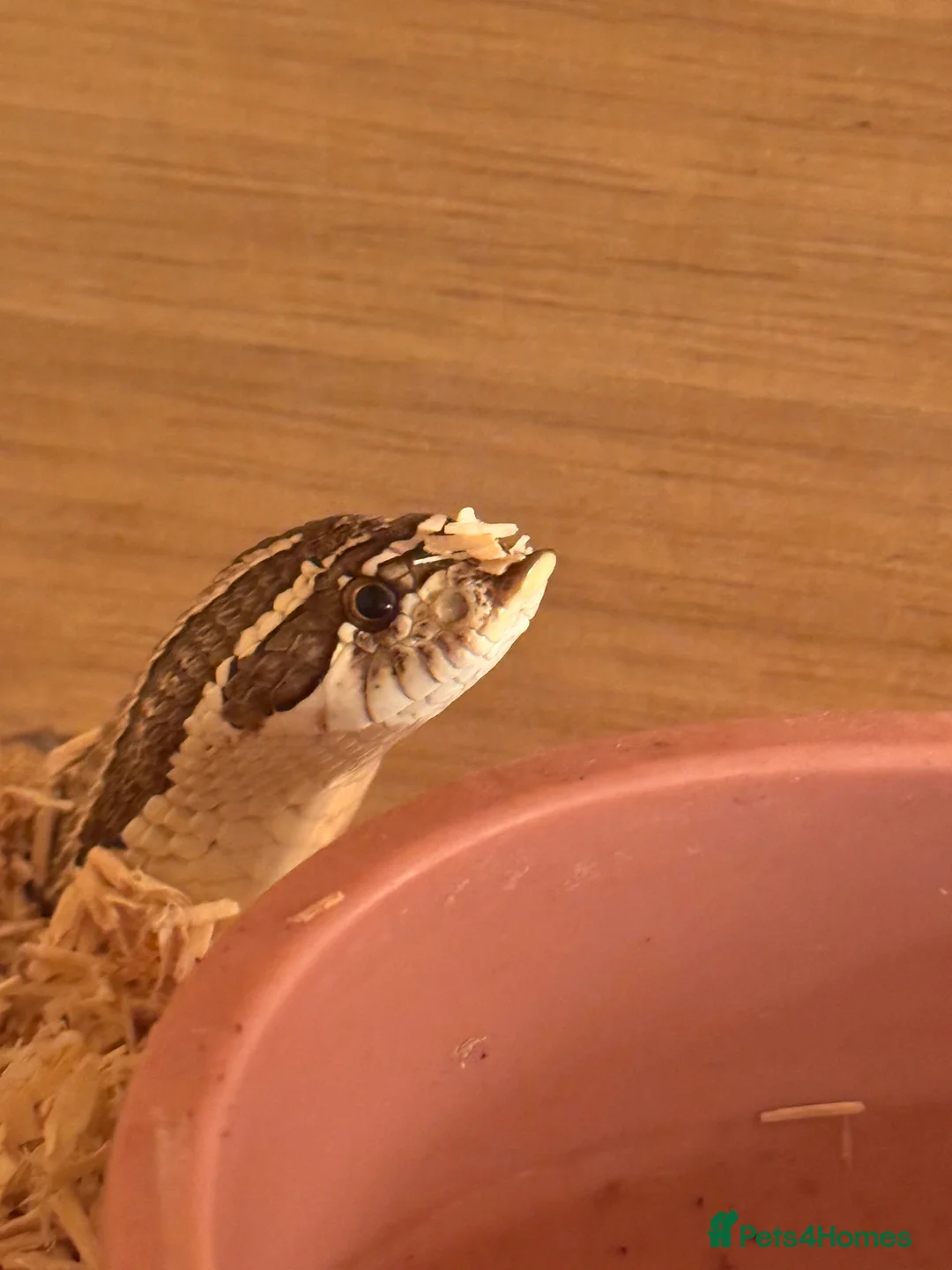 Snake reptiles for sale: Female Conda Hognose snake & set up  in Nottingham - Advert 2