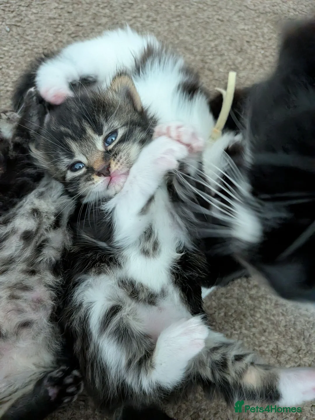 Mixed Breed cats for sale: Gorgeous kittens - Advert 13