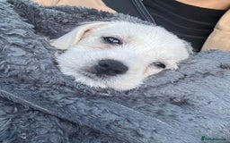 Cavachon dogs for sale: 3 Month Cavachon Girl - Image 1