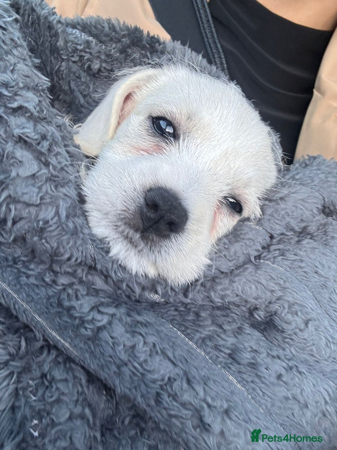 Cavachon dogs for sale: 3 Month Cavachon Girl - Image 1