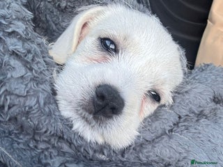 Cavachon dogs - Advert 6