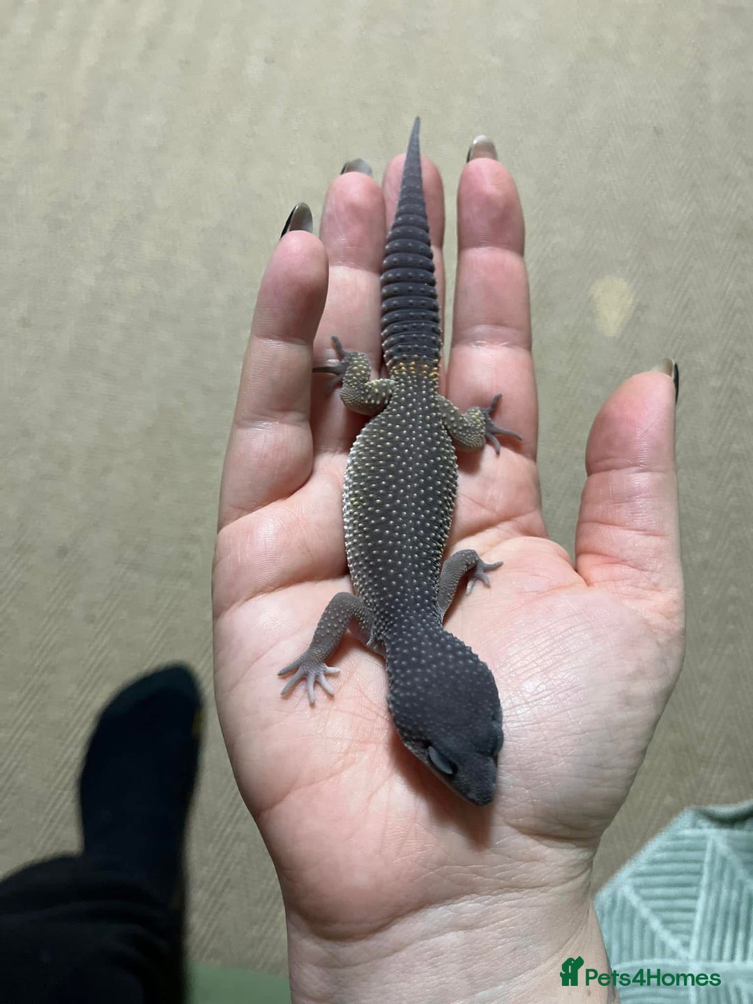 Leopard Gecko reptiles for sale: Echo the Gecko - Advert 9