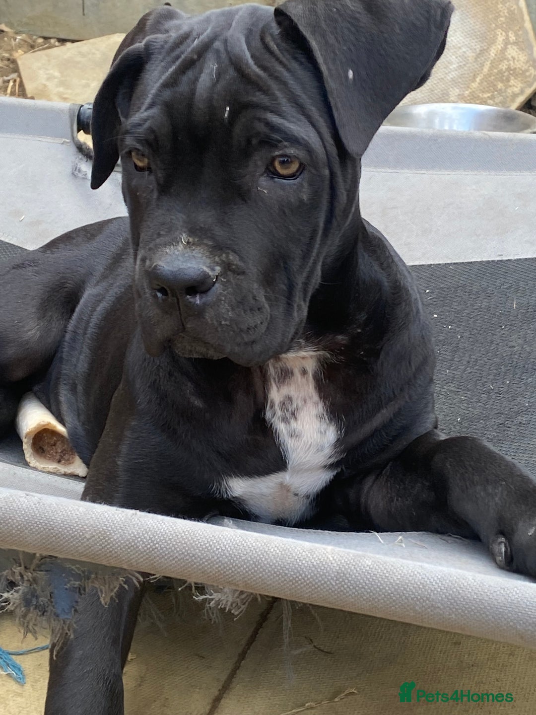 Cane Corso dogs for sale: Big Pure Cane Corso Puppies Ready Now!  - Image 7