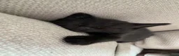 Mixed Breed cats for sale: 6 adorable black kittens for sale  in Windsor - Advert 6