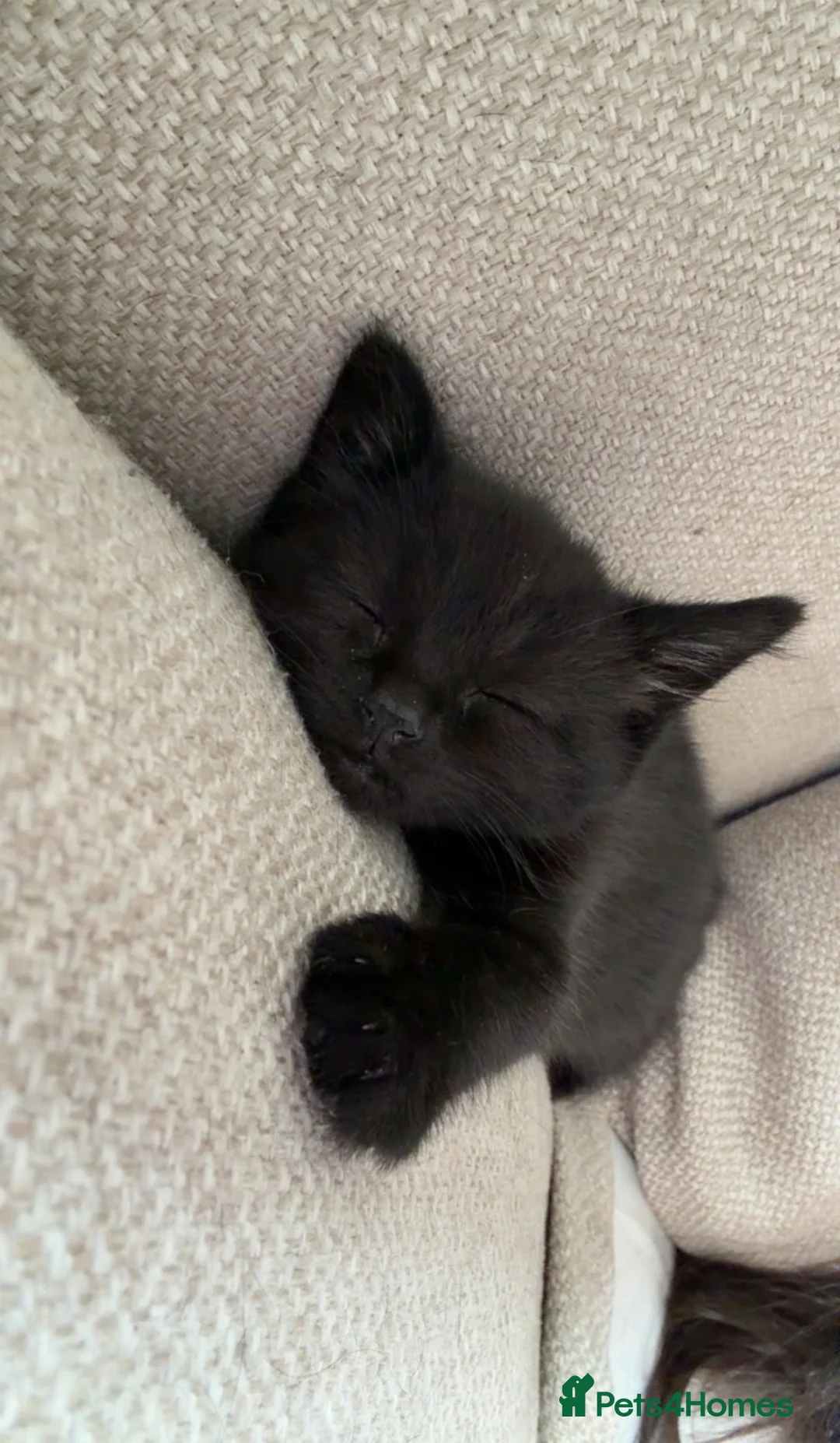 Mixed Breed cats for sale: 6 adorable black kittens for sale  in Windsor - Advert 6