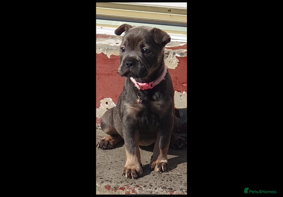 Mixed Breed dogs for sale: Shar Pei x French Bulldog puppy - Image 2